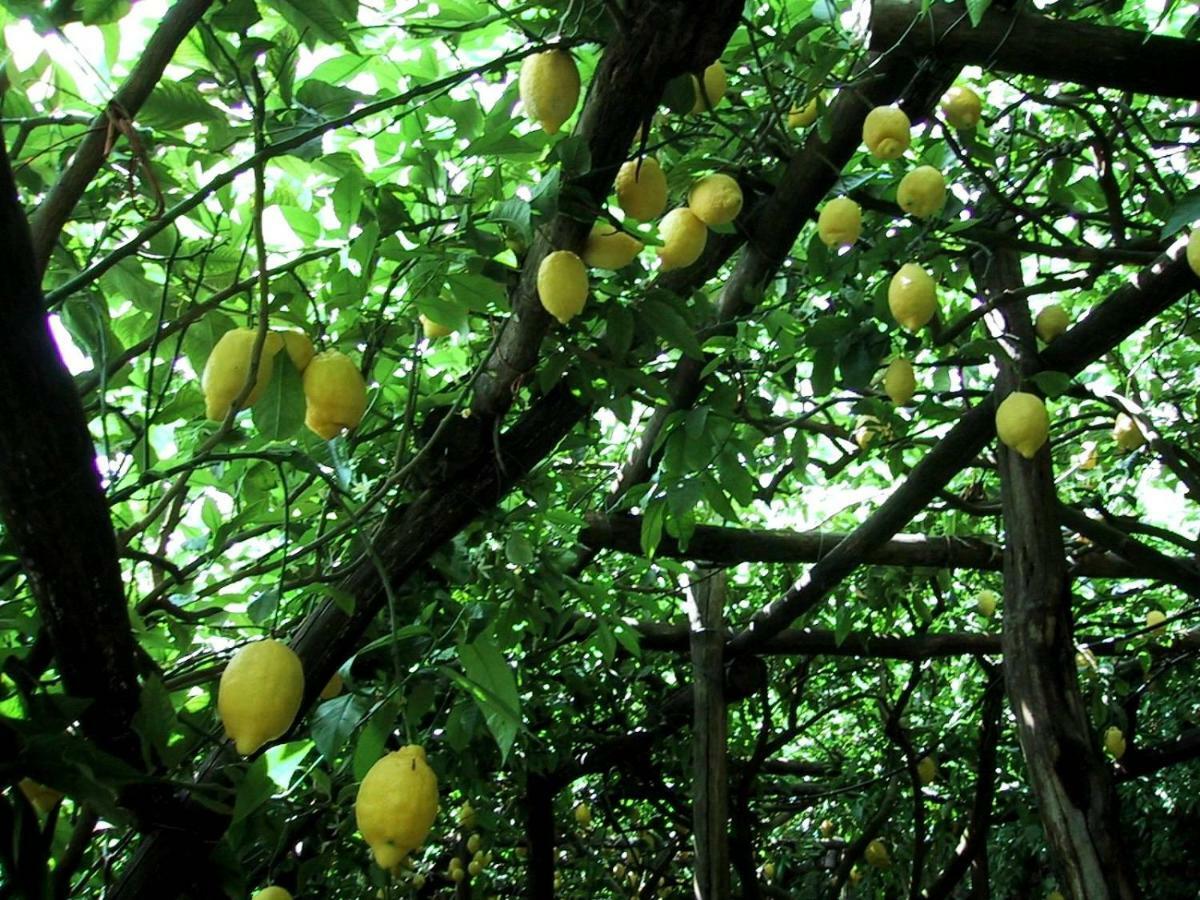 Suite I Limoni Ραβέλλο Εξωτερικό φωτογραφία